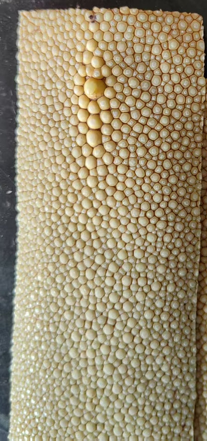 Antique Rayskin with Emperor Nodes